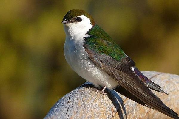 Violet Green Swallow