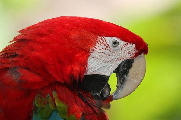 Red and Green Macaw